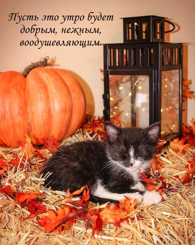 Хостинг картинок yapx.ru