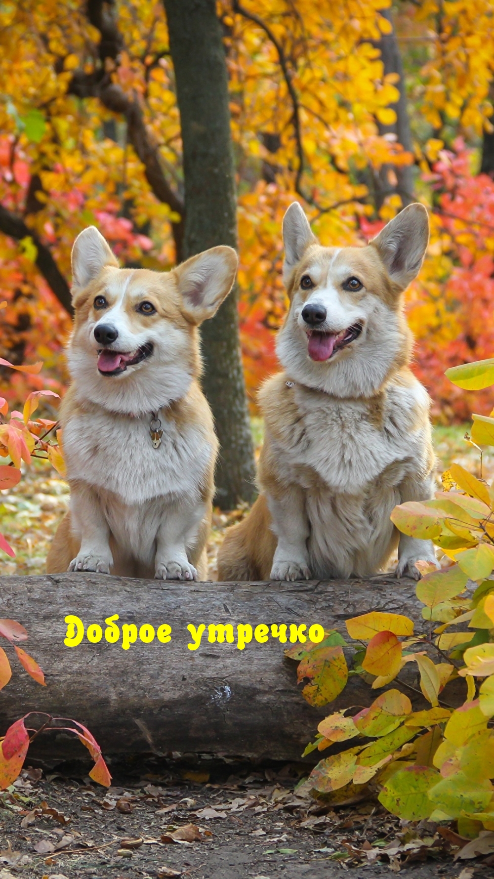 Хостинг картинок yapx.ru