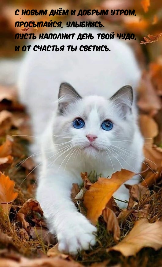 Хостинг картинок yapx.ru