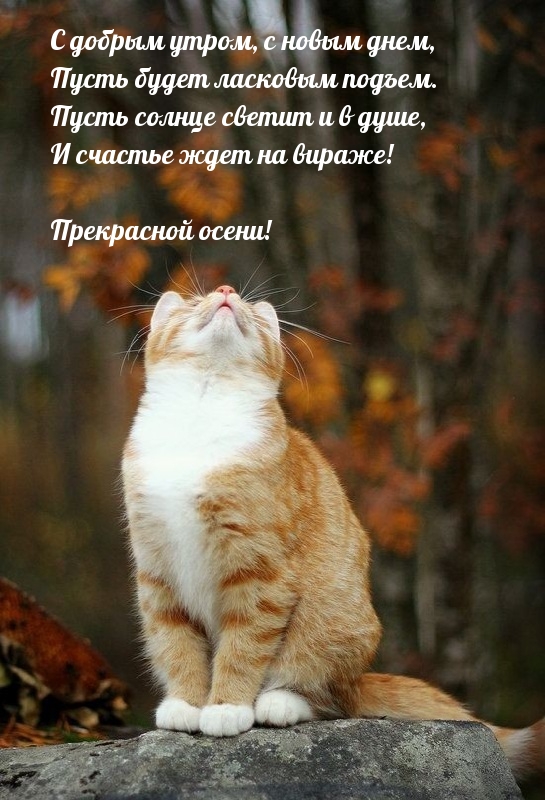 Хостинг картинок yapx.ru