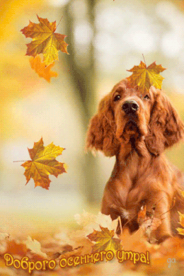 Хостинг картинок yapx.ru