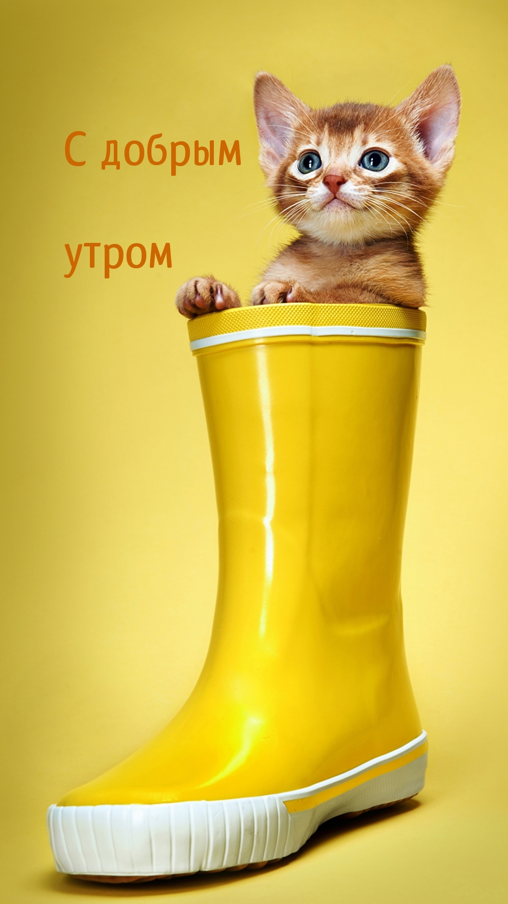 Хостинг картинок yapx.ru