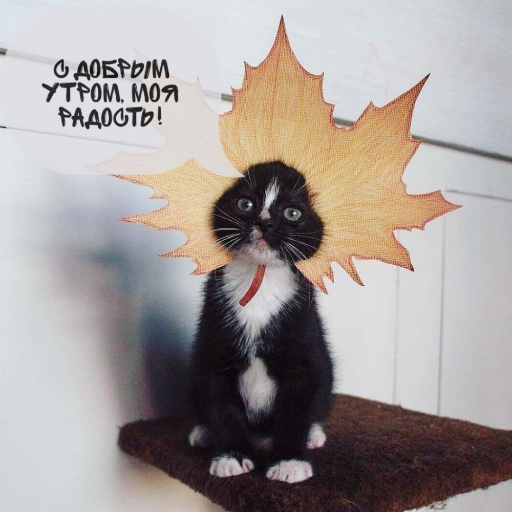 Хостинг картинок yapx.ru