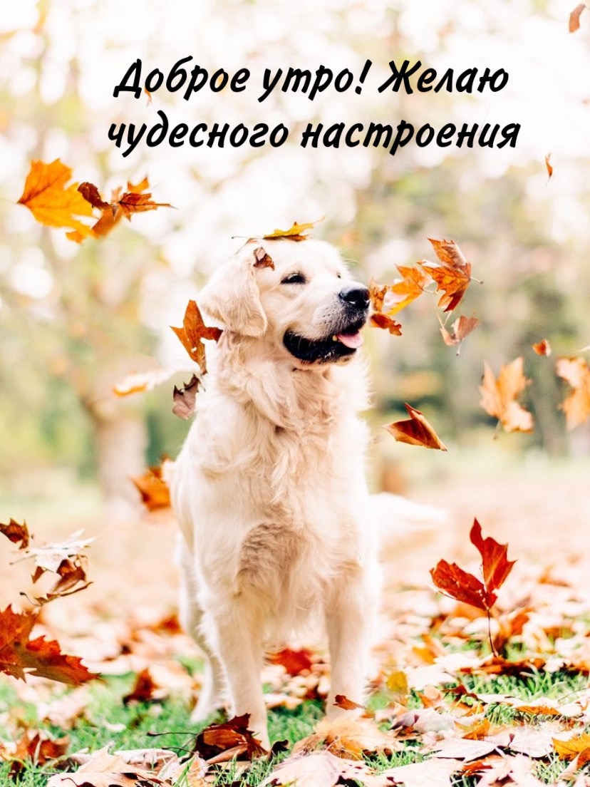 Хостинг картинок yapx.ru