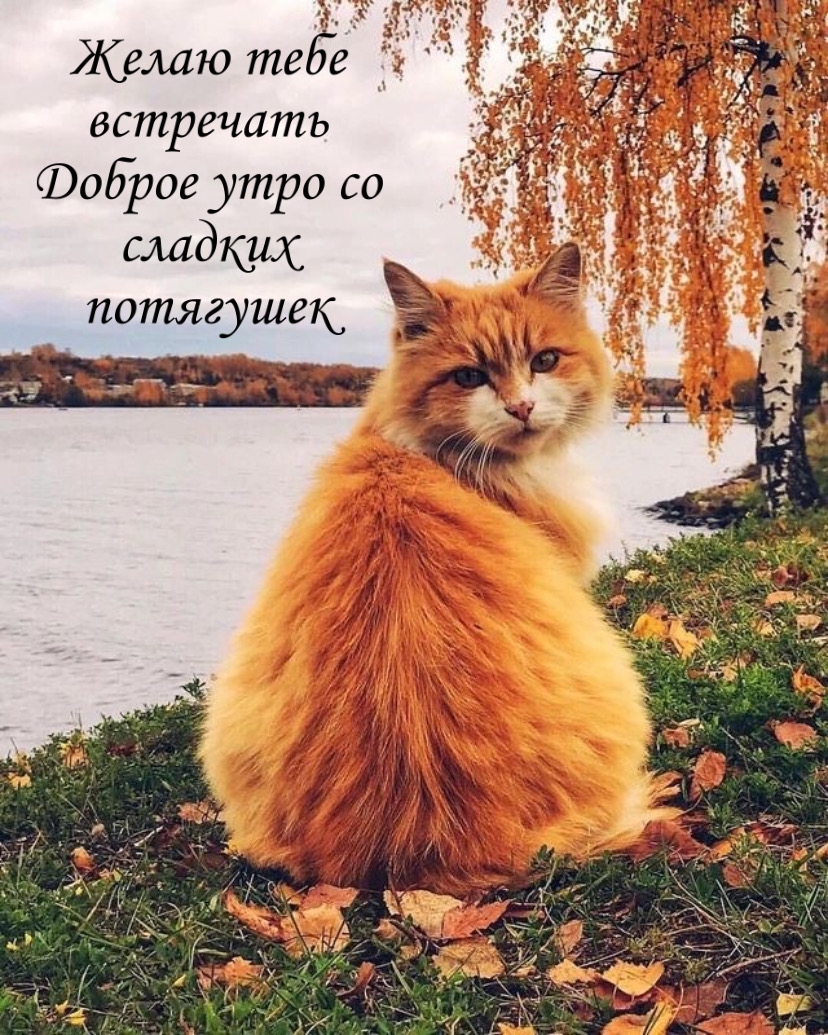 Хостинг картинок yapx.ru