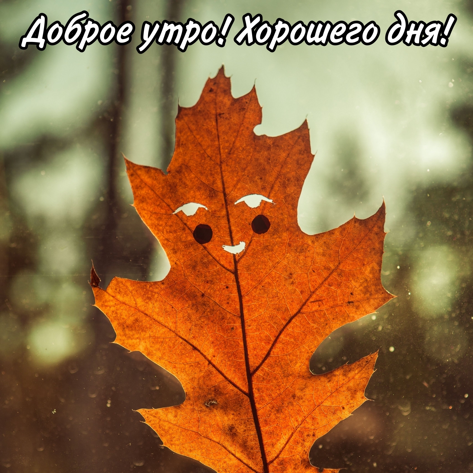 Хостинг картинок yapx.ru