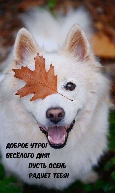 Хостинг картинок yapx.ru