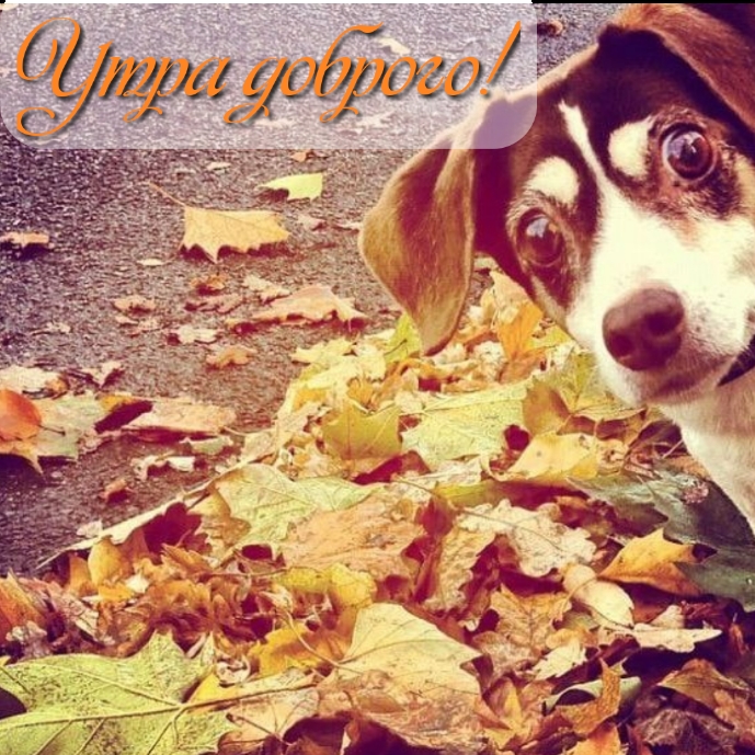 Хостинг картинок yapx.ru