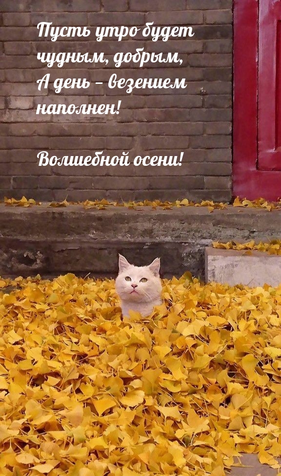 Хостинг картинок yapx.ru