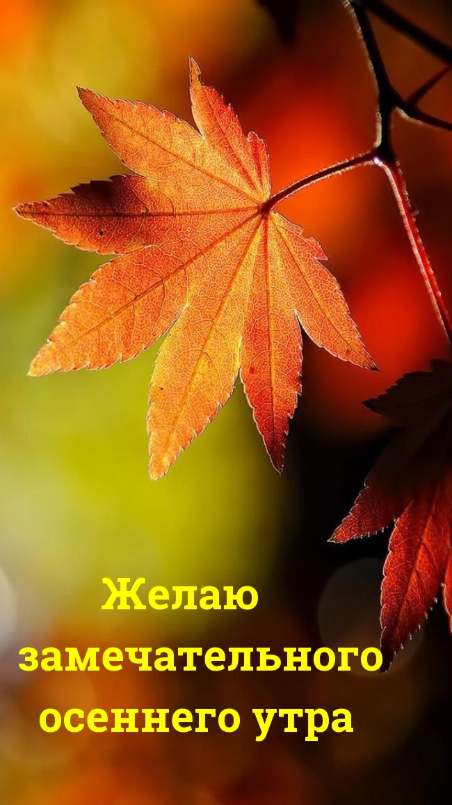 Хостинг картинок yapx.ru