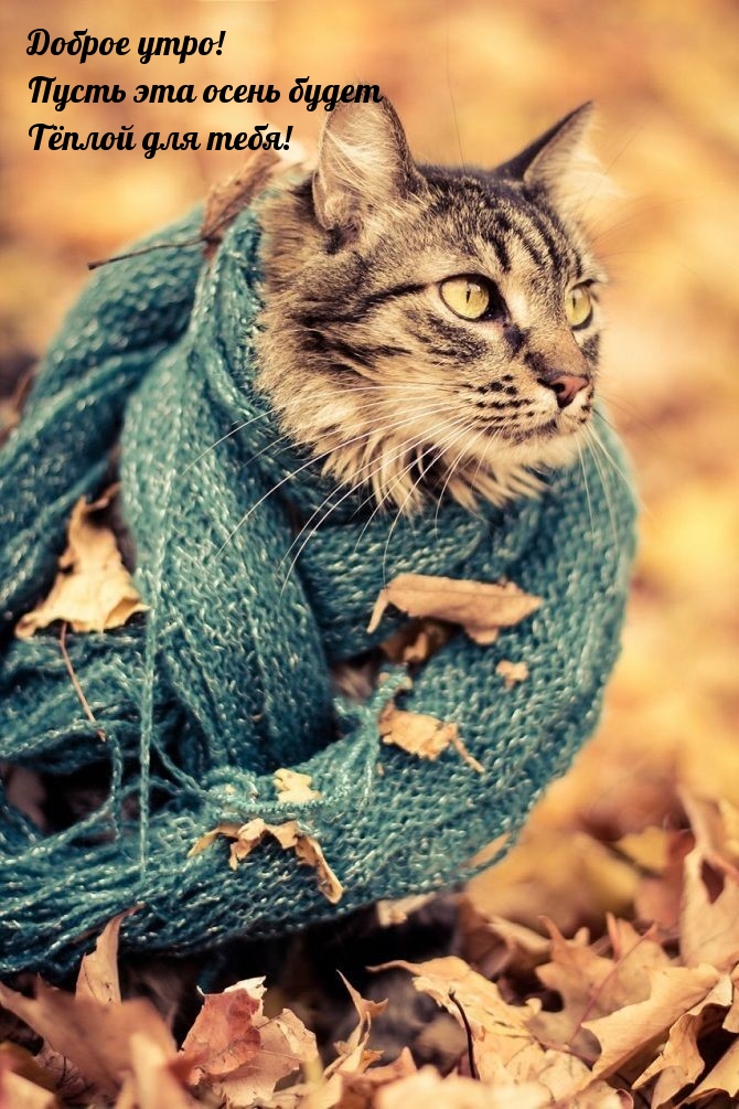 Хостинг картинок yapx.ru