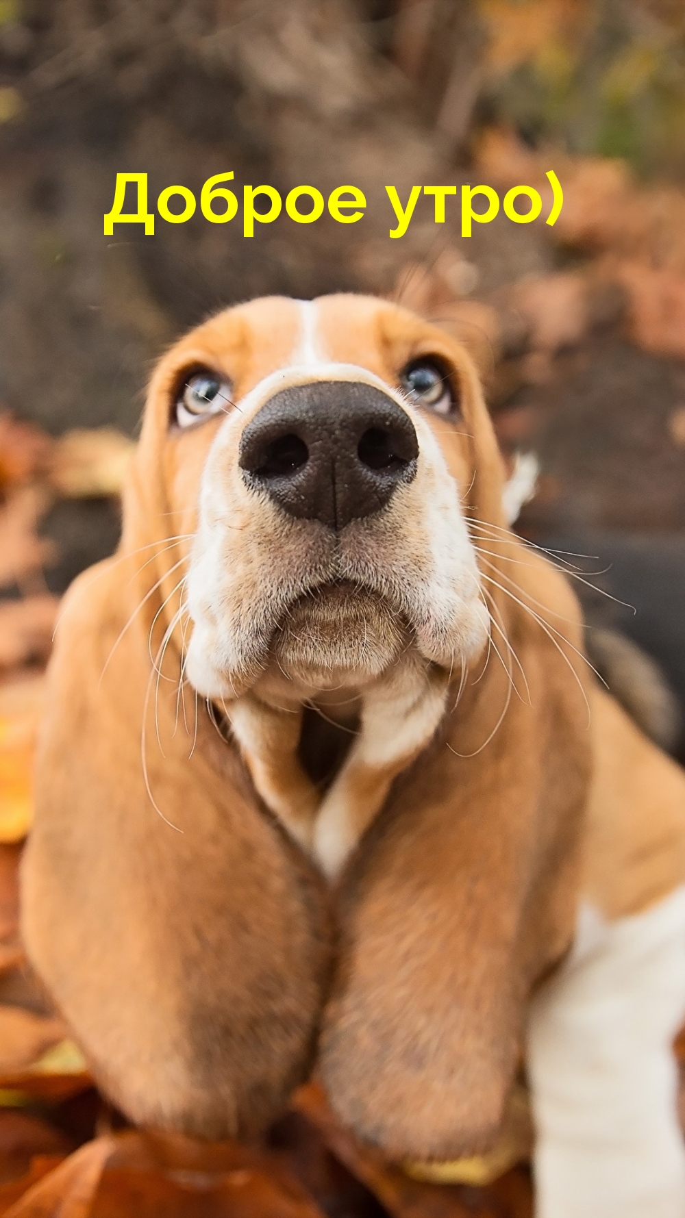 Хостинг картинок yapx.ru