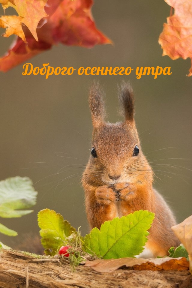 Хостинг картинок yapx.ru