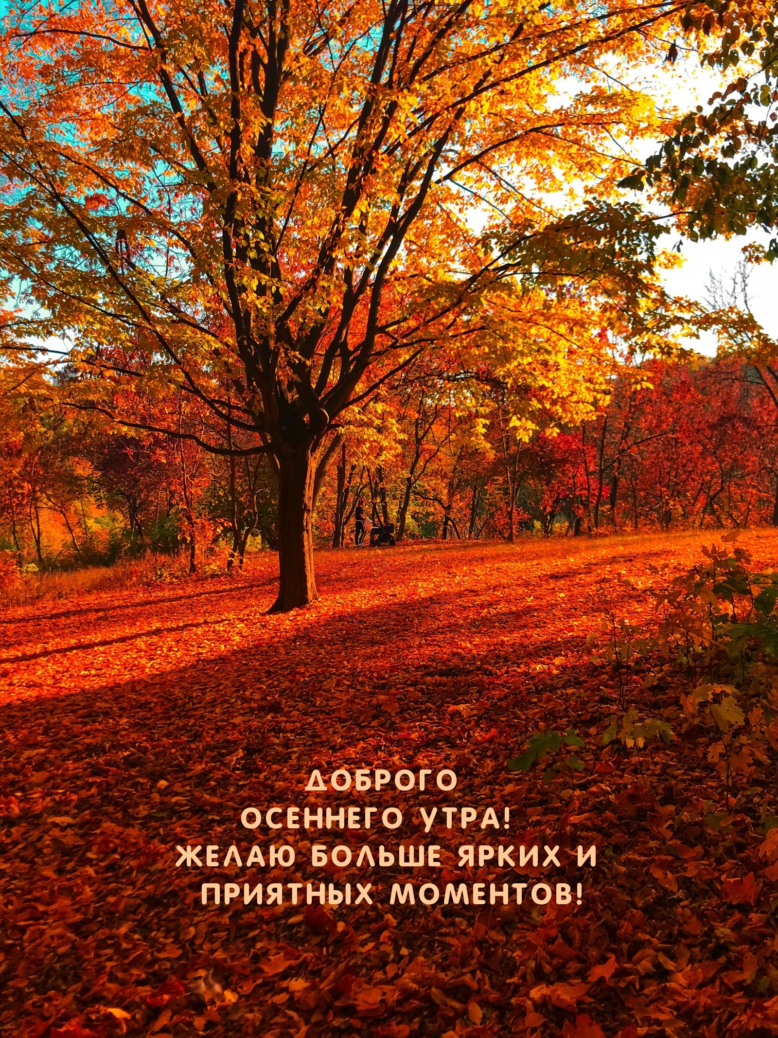 Хостинг картинок yapx.ru