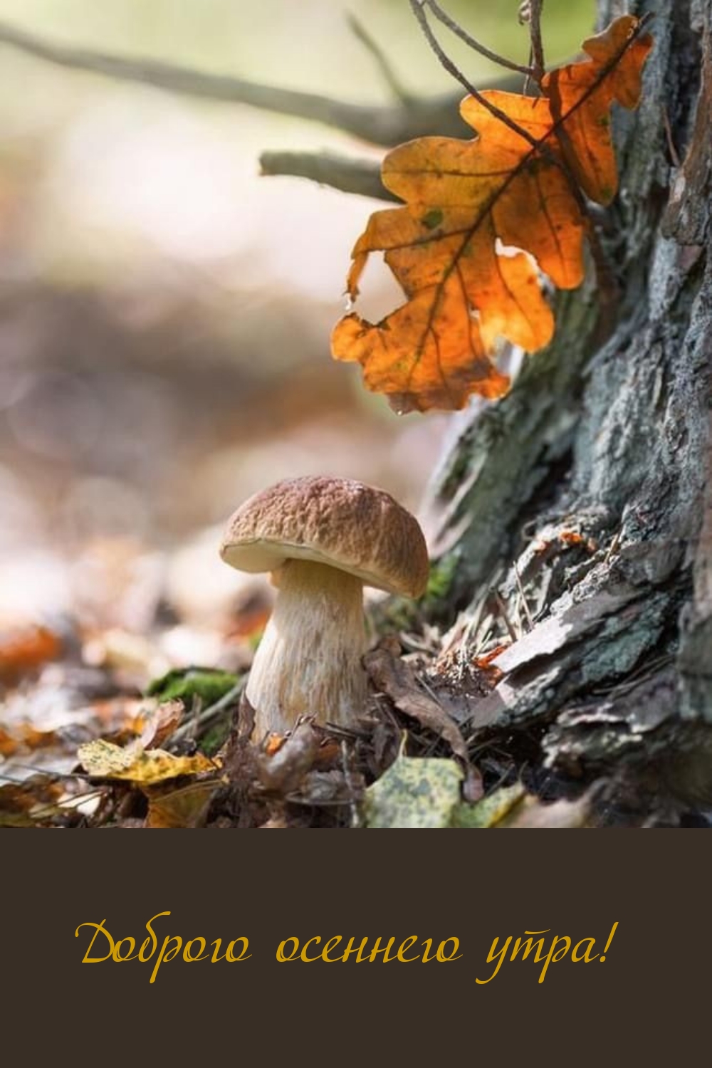 Хостинг картинок yapx.ru