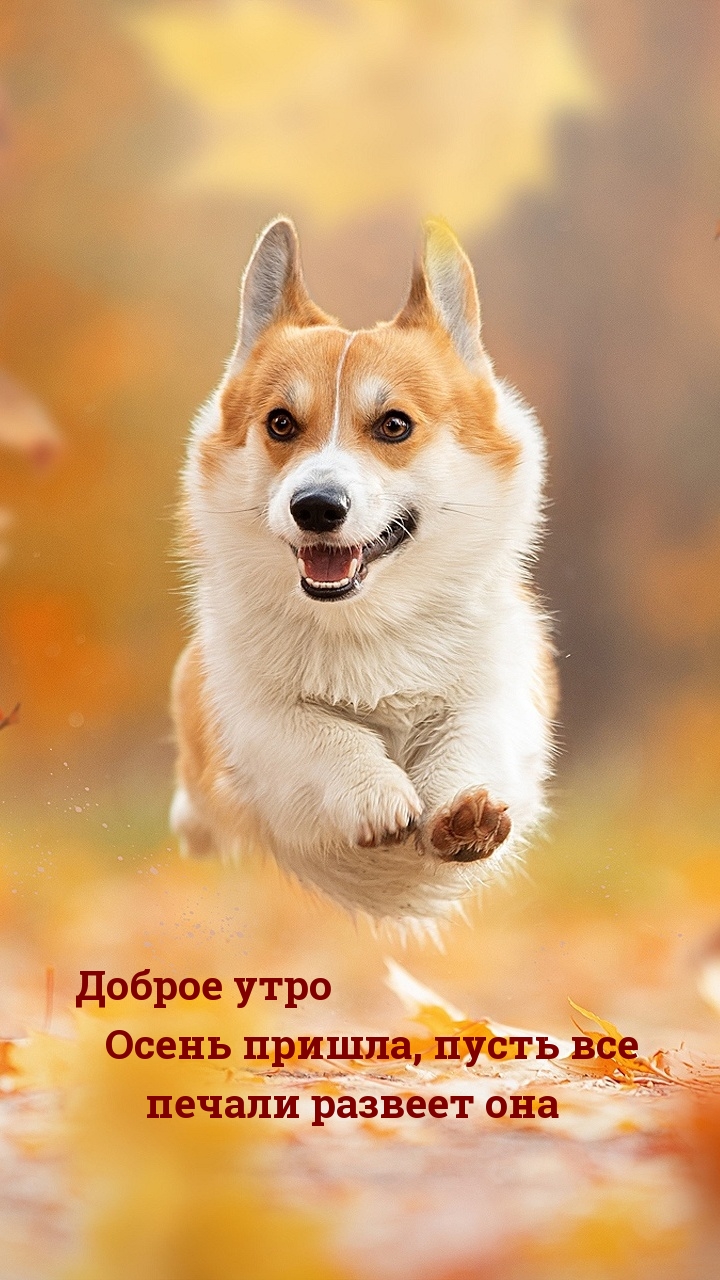 Хостинг картинок yapx.ru