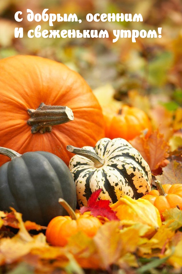 Хостинг картинок yapx.ru