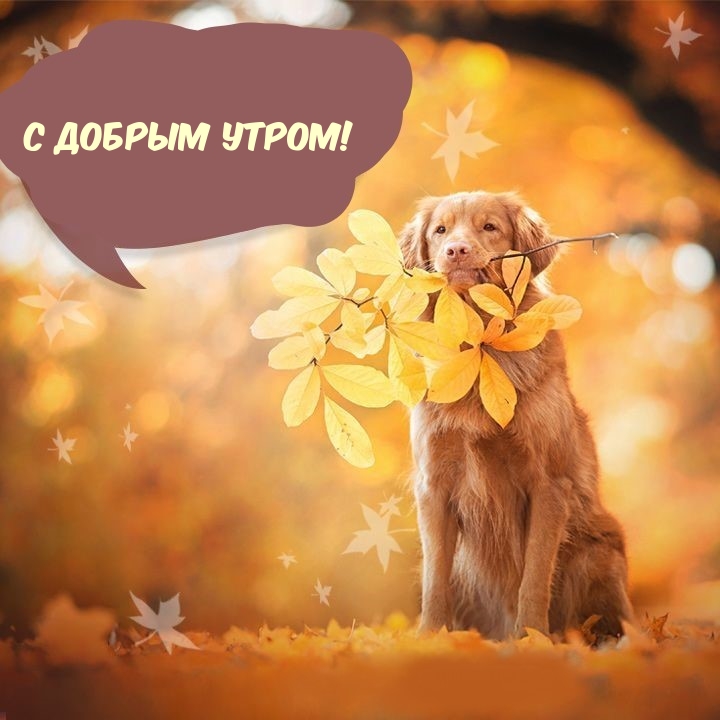 Хостинг картинок yapx.ru