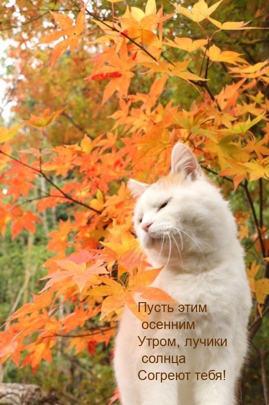 Хостинг картинок yapx.ru