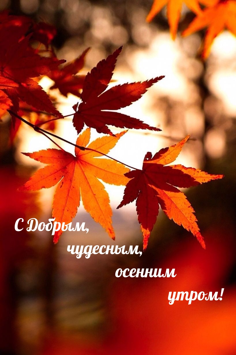 Хостинг картинок yapx.ru