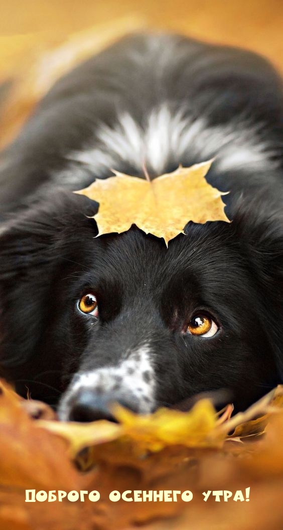 Хостинг картинок yapx.ru