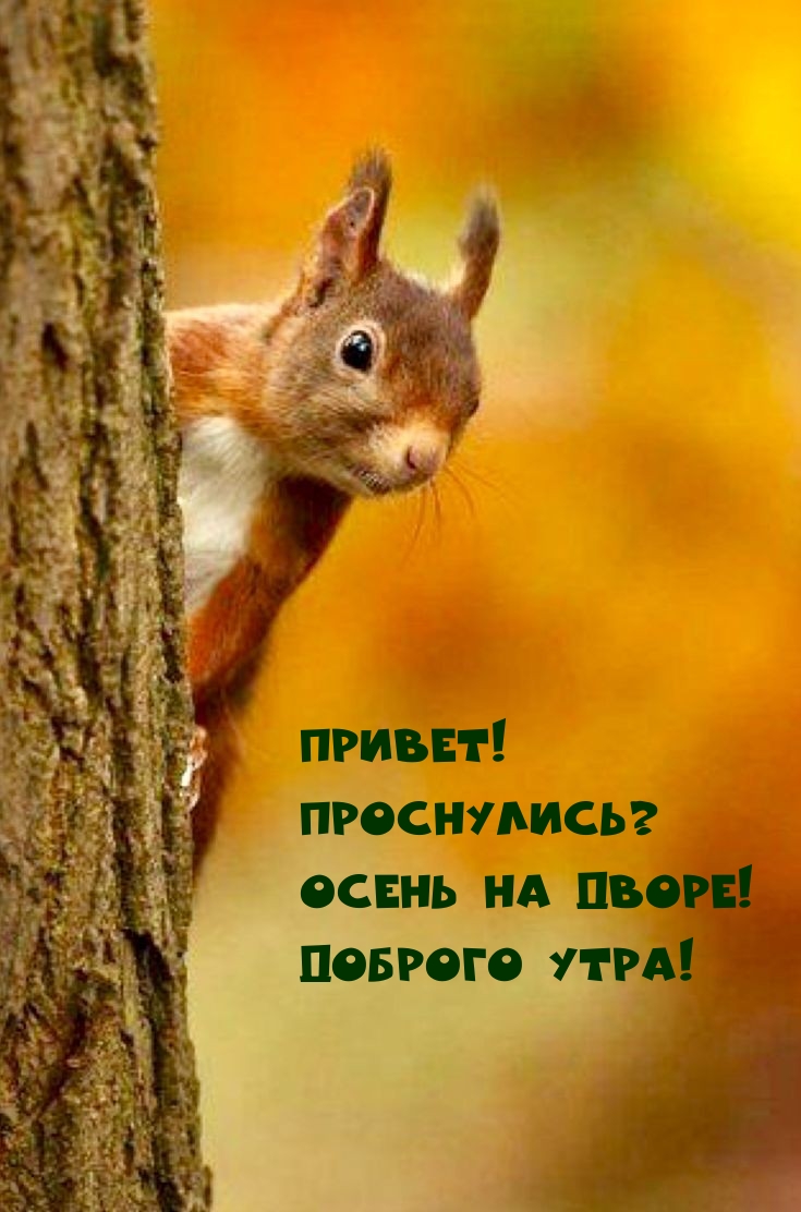 Хостинг картинок yapx.ru