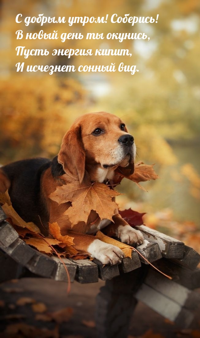 Хостинг картинок yapx.ru