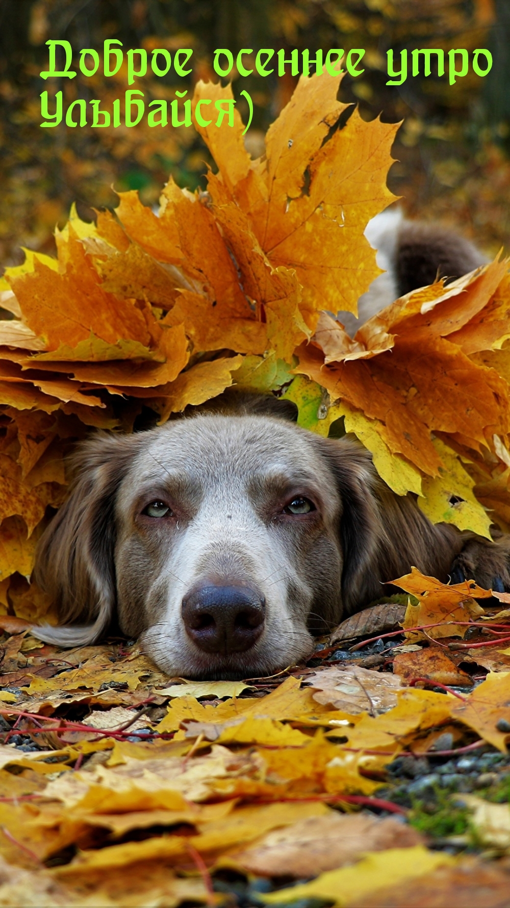 Хостинг картинок yapx.ru