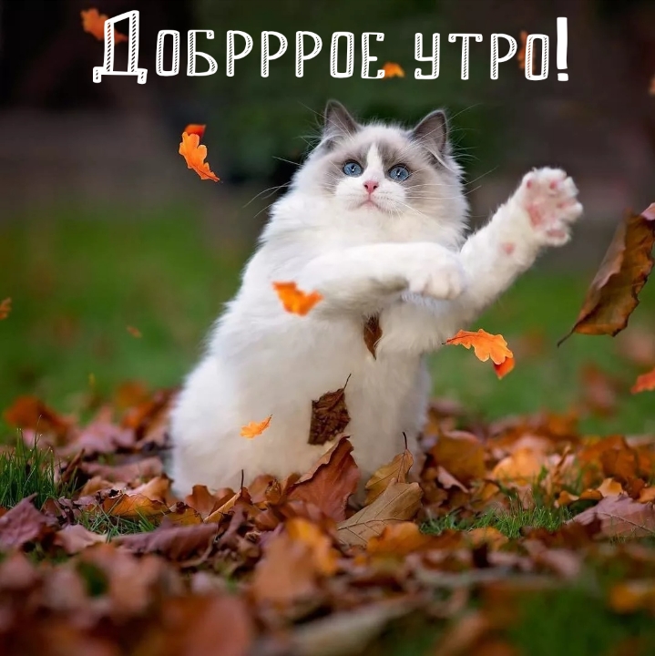 Хостинг картинок yapx.ru