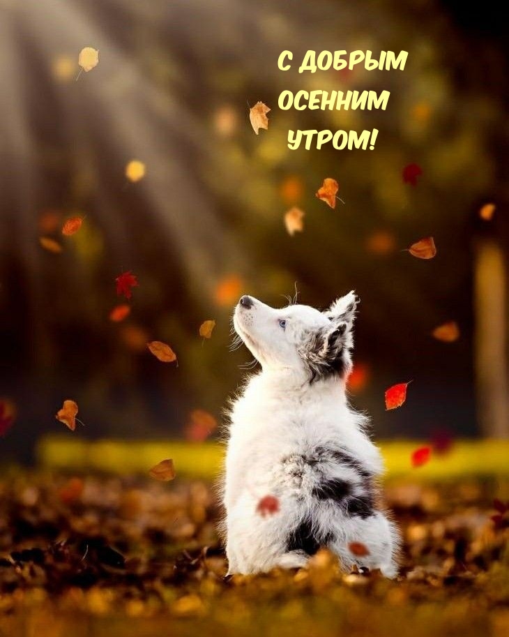 Хостинг картинок yapx.ru