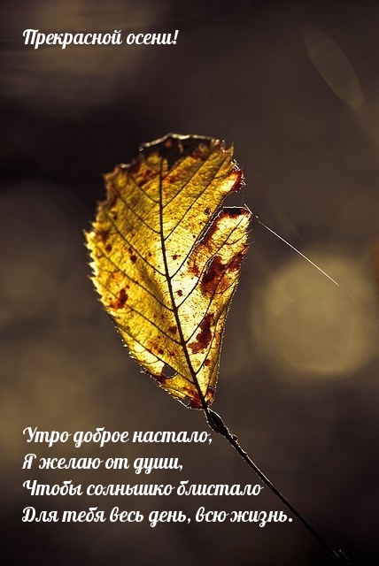 Хостинг картинок yapx.ru