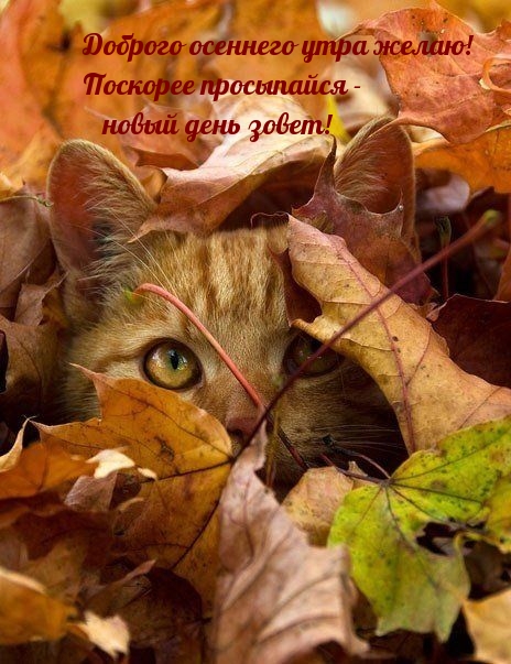 Хостинг картинок yapx.ru