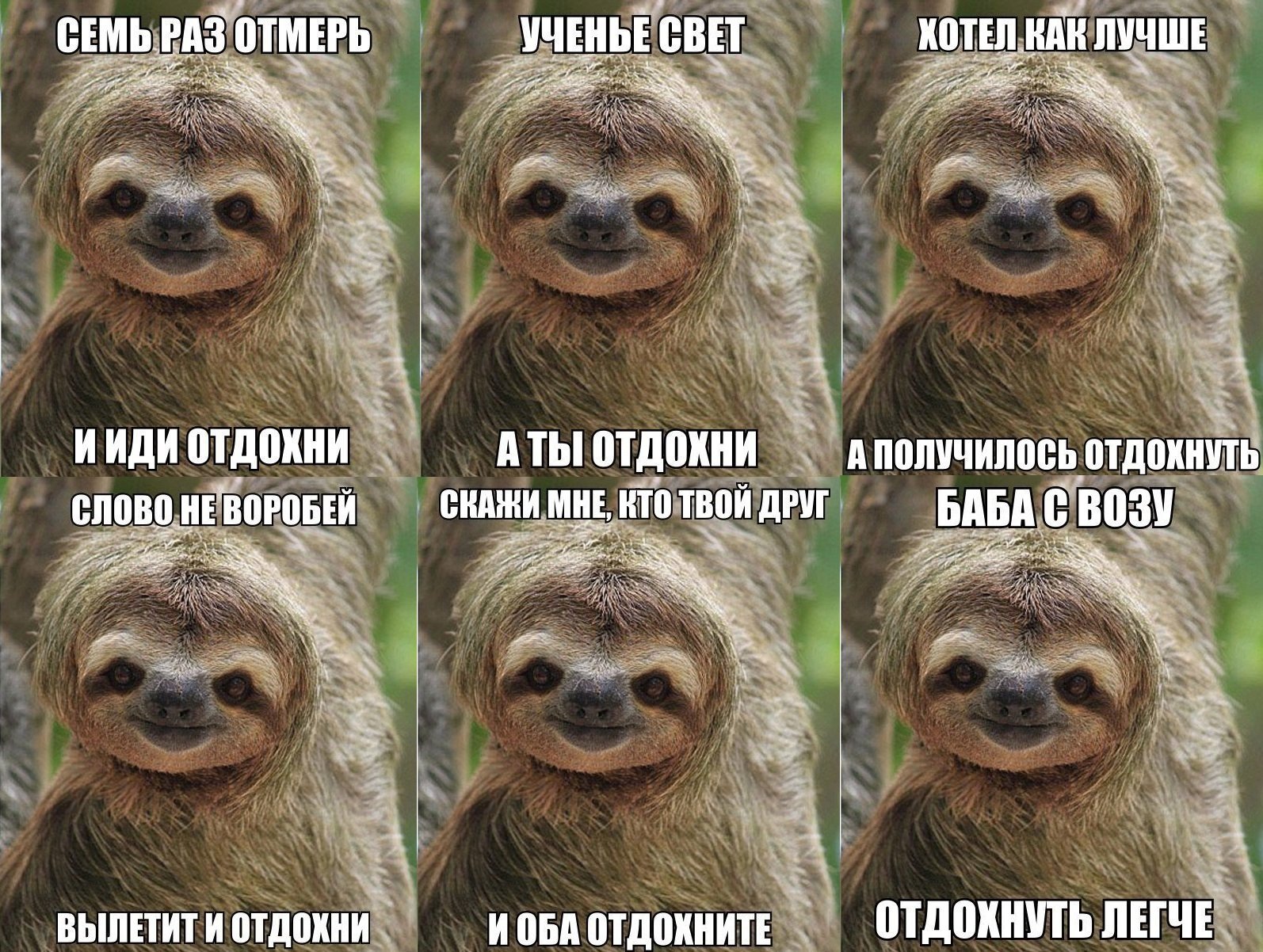 Красивые картинки с днём Ленивца 20 Октября 2023 (30 фото)