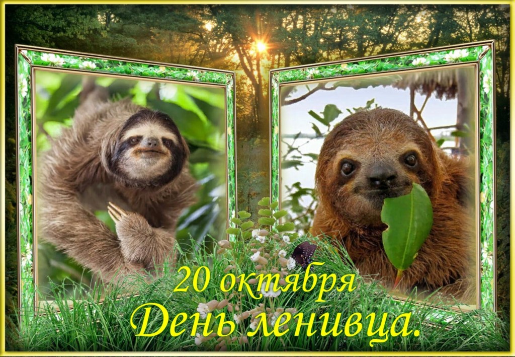 Прикольные открытки на международный день Ленивца 20 Октября 2023 - 2024 (30 фото)