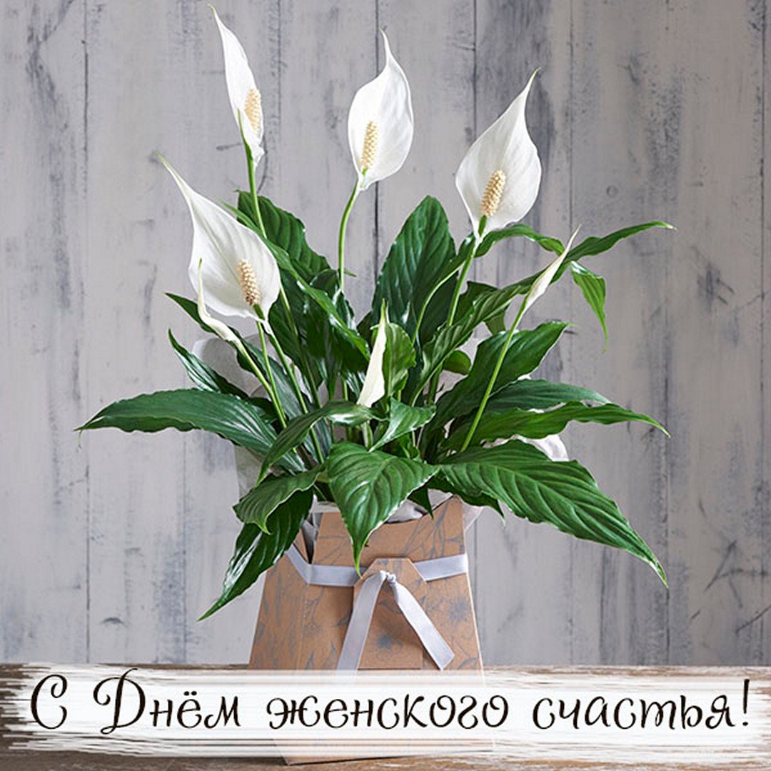 Хостинг картинок yapx.ru