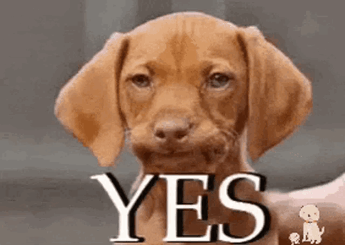 Анимация собака кивает в знак соласия.