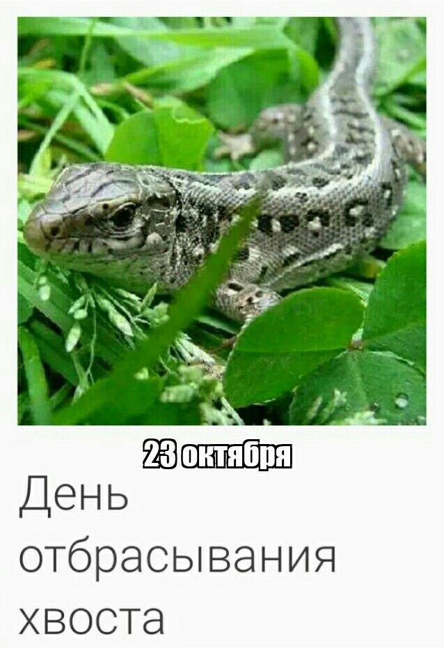 Хостинг картинок yapx.ru