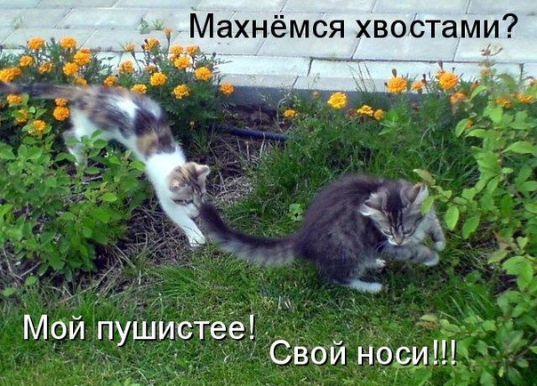 Хостинг картинок yapx.ru