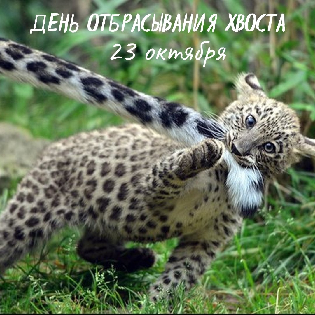 Хостинг картинок yapx.ru