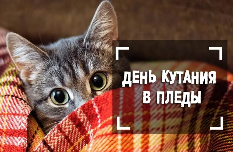 День кутания в пледы 26 октября открытки