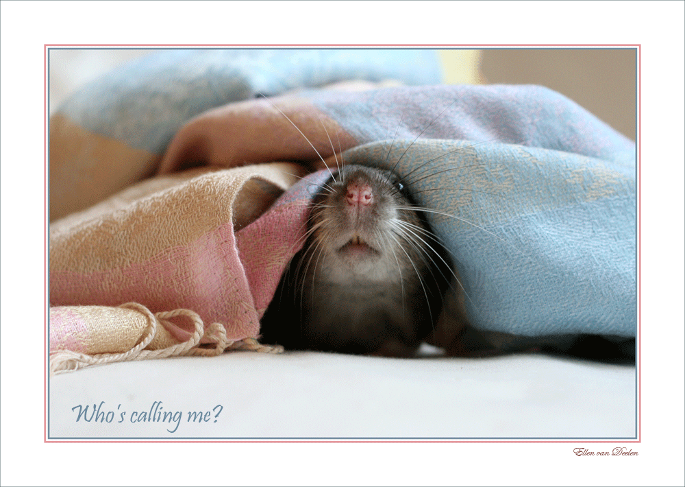 Праздник День кутания в пледы - картинки с надписями на 26 октября 2023.