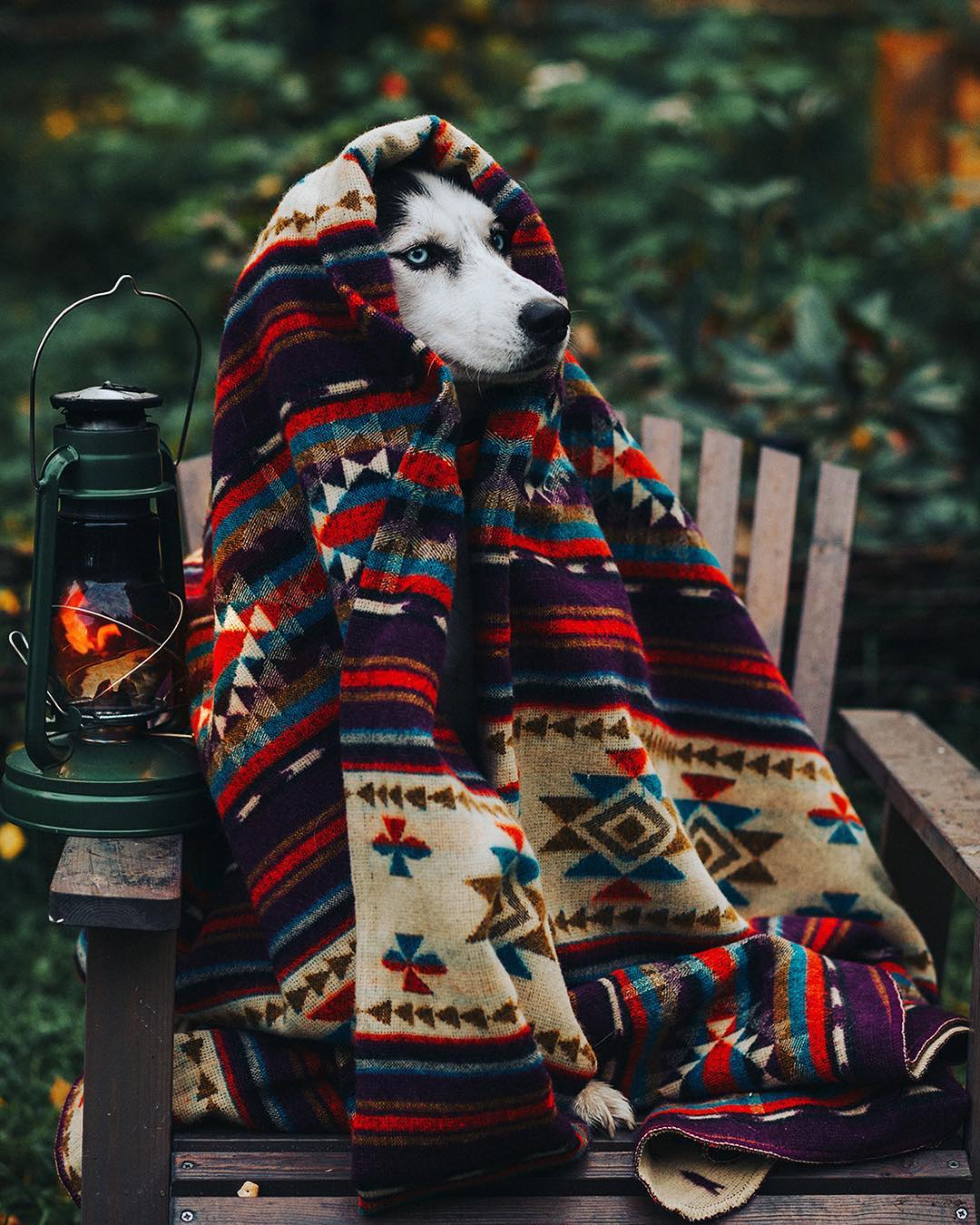 Открытки на День кутания в пледы