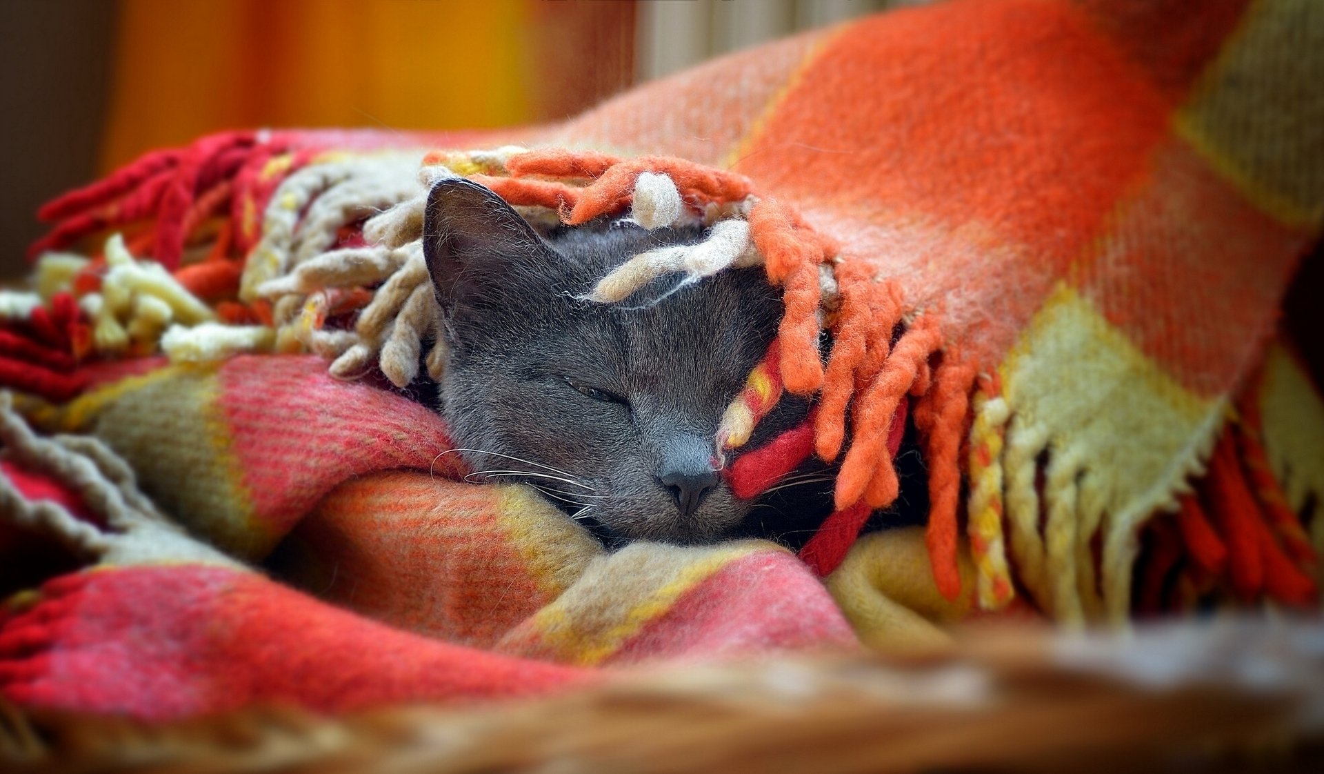 День кутания в пледы 26 октября картинки