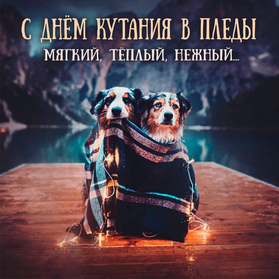 26 октября -это день кутания в мягкие одеяла и пледы.