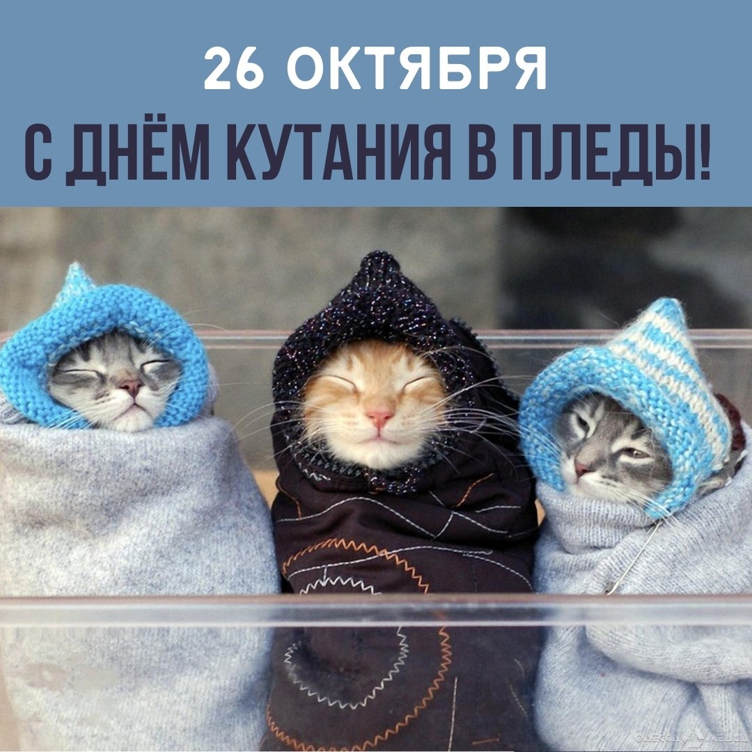 Картинки на день кутания в пледы: прикольные открытки