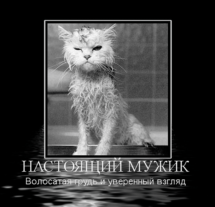 Смешная гифка с котом, настоящий мужик волосатая грудь и уверенный взгляд. Смешная гифка с котом, настоящий мужик волосатая грудь и уверенный взгляд.