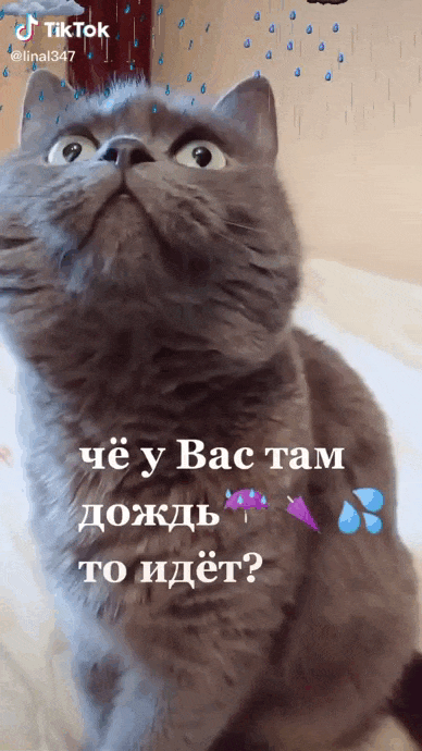 Смешная гифка с котом и вопросом про погоду, а что у вас дождик идёт или нет?