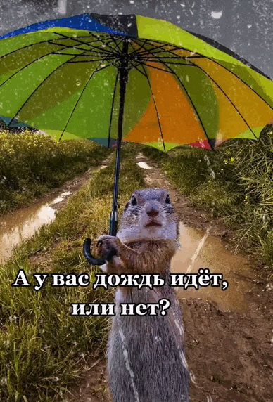Смешная летняя анимация с вопросом "А у вас дождь идёт, или нет?".