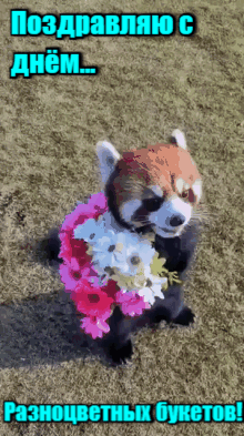 Смешная гифка с красной пандой с цветами и надписью "Поздравляю с днём разноцветных букетов!". Смешная гифка с красной пандой с цветами и надписью "Поздравляю с днём разноцветных букетов!".