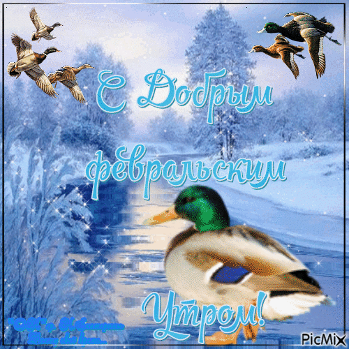 Зимняя открытка с утками и пожеланием доброго Февральского Утра! Зимняя открытка с утками и пожеланием доброго Февральского Утра!